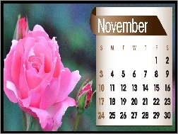 2013r, Róża, Kalendarz, Listopad