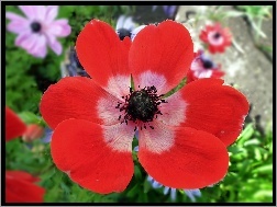Anemon, Kwiat, Przyroda, Czerwony