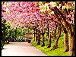 Drzewa, Anglia, Kwitnące, Wiosna, Wielka Brytania, Sheffield, Park
