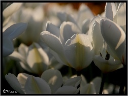 Płatki, Białe, Tulipany