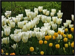 Tulipany
, Białe, Żółte
