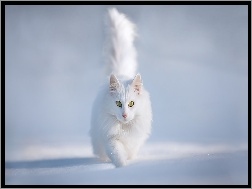 Śnieg, Biały, Kot