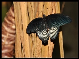Skrzydła, Czarny, Motyl
