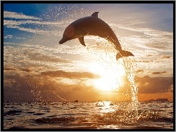 Delfin, Zachód, Morze, Słońca