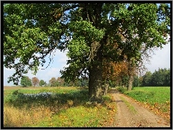 Droga, Drzewo, Jesień, Pole