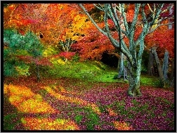 Drzewa, Barwy, Kolorowe, Jesieni