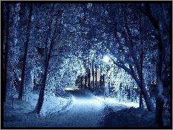 Drzewa, Park, Śnieg, Zima, Droga