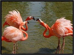 Szyje, Flamingi, Wygięte