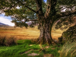 Trawa, Walia, Drzewo, Dolina Nant Gwynant, Park Narodowy Snowdonia, Wielka Brytania, Góry