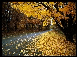 Jesień, Drzewa, Droga, Liście