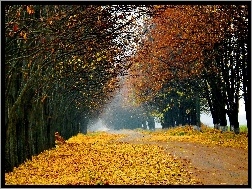 Jesień, Drzewa, Droga, Liście