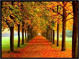 Jesień, Liście, Drzewa, Kolorowe, Park