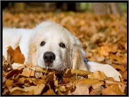 Jesień, Golden Retriever, Pies, Liście