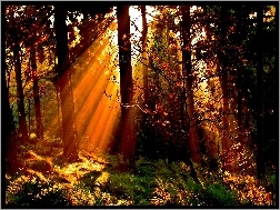 Jesień, Las, Drzewa, Promienie Słońca