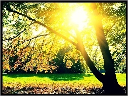 Słońce, Jesień, Drzewa