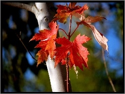Jesieni, Kolorowe, Drzewo, Liście