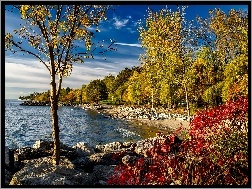 Drzewa, Jezioro, Jesień