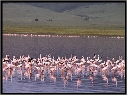 jezioro, stado, Flamingi, woda
