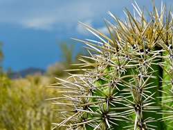 Kaktus, Pustynia