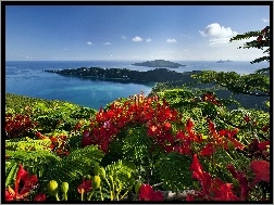 Karaiby, Ocean, Kwiaty, Wyspy