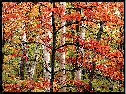 Kolorowe, Drzewa, Jesień, Las, Liście