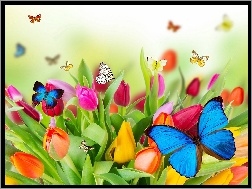 Motyle, Kolorowe, Tulipany