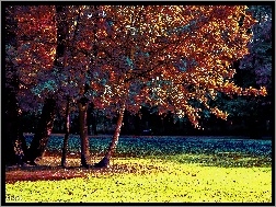 Drzewa, Kolorowy, Park