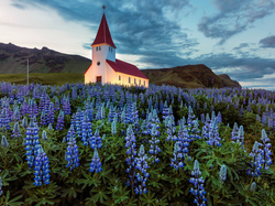 Islandia, Miejscowość Vik i Myrdal, Góry, Kościół, Łąka, Łubin, Gmina Myrdalshreppur