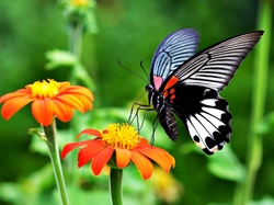 Motyl, Kwiaty, Cynie