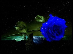 Niebieska, Kwiaty, Róża