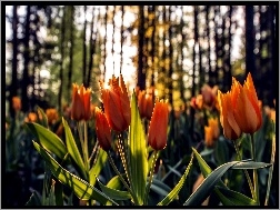 Las, Tulipany, Pomarańczowe, Promienie Słońca
