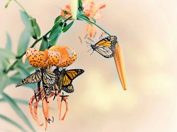 Lilia tygrysia, Motyle, Owady, Kwiaty