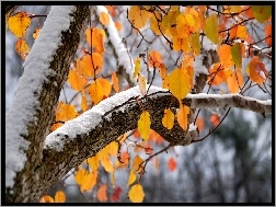 Śnieg, Jesień, Drzewo, Liście, Zima