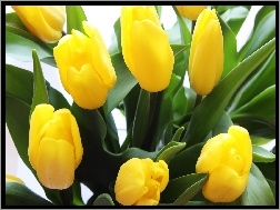 Listki, Tulipany, Żółte, Zielone