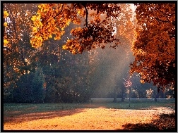 Mgła, Park, Jesień, Drzewa