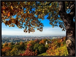 Miasta, Drzewo, Jesień, Panorama