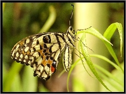 Motyl, Trawa