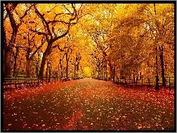 Jesień, Żółte, Park