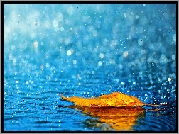 Deszcz, Żółty, Liść