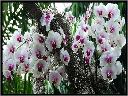 Orchidea, Różowy, Biało, Storczyk
