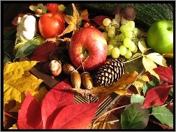 Liście, Owoce, Jesieni