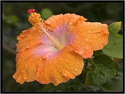 Kwiat, Pomaranczowy, Hibiskus