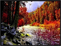 Potok, Góry, Jesień, Las