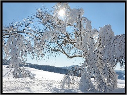 Śnieg, Drzewa, Zima, Promienie słońca
