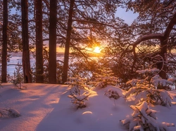 Zaspy, Zima, Drzewa, Promienie słońca, Śnieg