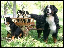 Wózek, Psy, Szczeniaczki