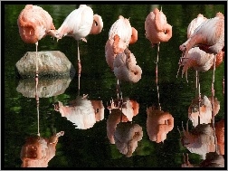 Ptaki, Flamingi