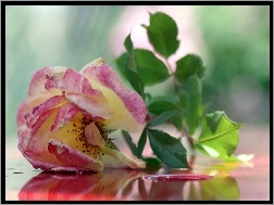 Róża, Woda