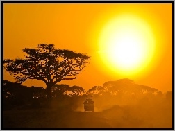 Drzewo, Safari, Słońce