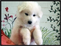 szczeniak, Samojed